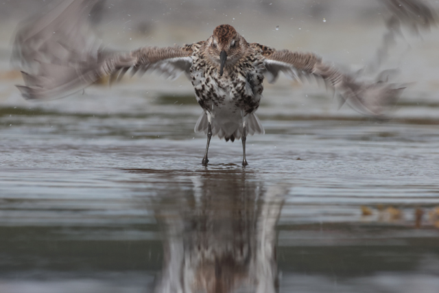 Voyage et ornithologie en Scandinavie 2024 Z3tm