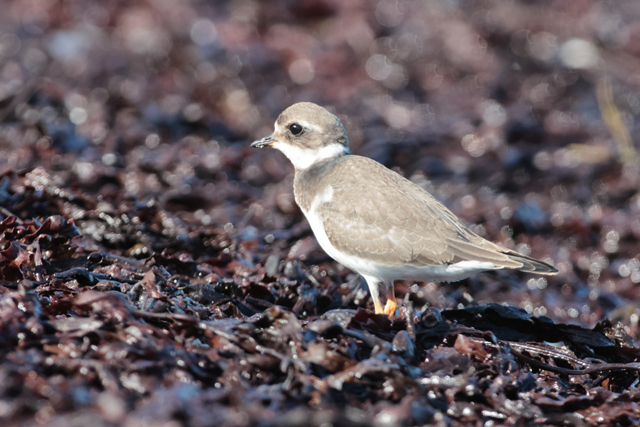 Voyage et ornithologie en Scandinavie 2024 1hco