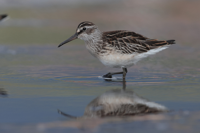 Voyage et ornithologie en Scandinavie 2024 2i44