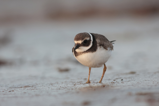 Voyage et ornithologie en Scandinavie 2024 3ak4