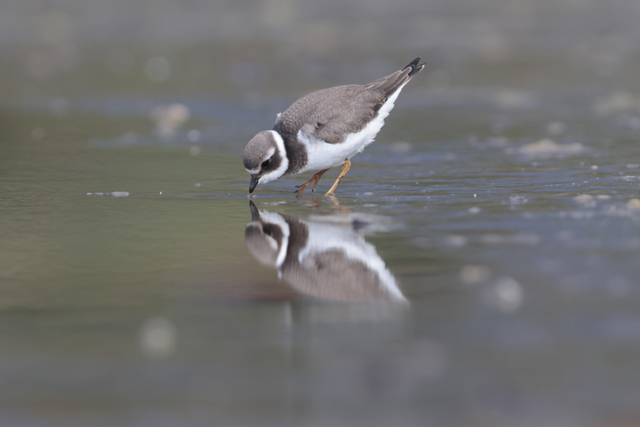 Voyage et ornithologie en Scandinavie 2024 65ai