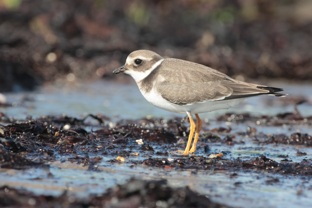 Voyage et ornithologie en Scandinavie 2024 9dd4