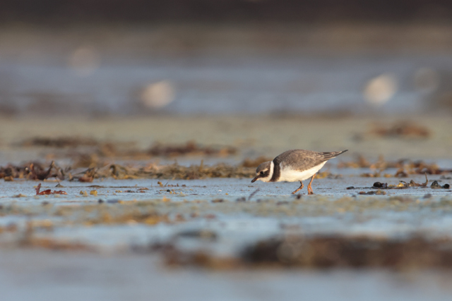 Voyage et ornithologie en Scandinavie 2024 Aa9q