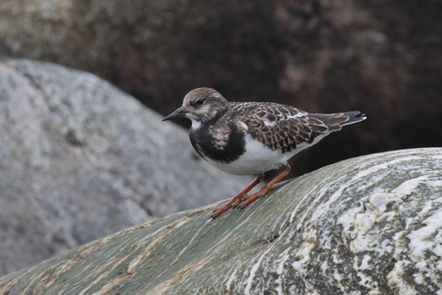 Voyage et ornithologie en Scandinavie 2024 B0fd