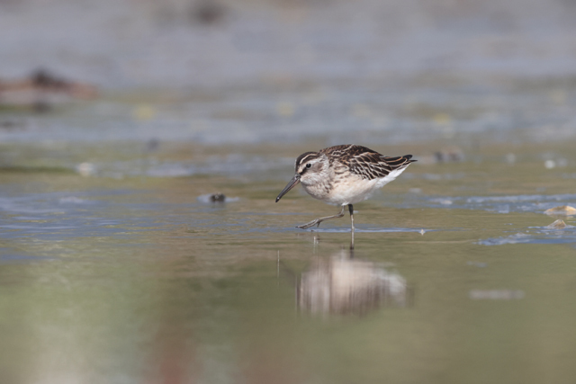 Voyage et ornithologie en Scandinavie 2024 Bcp6