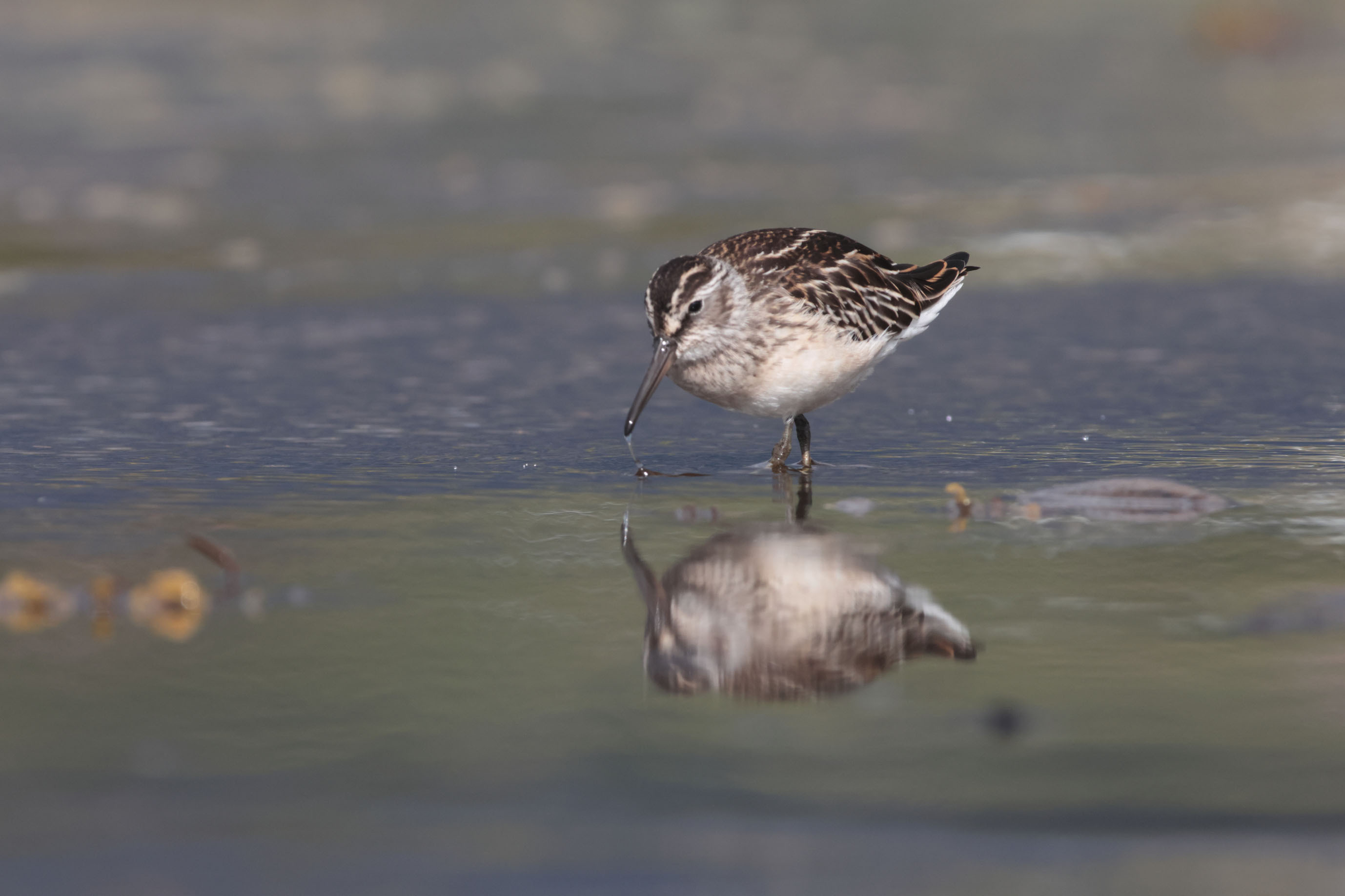 Voyage et ornithologie en Scandinavie 2024 Ctrj