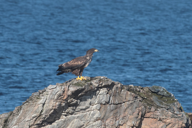 Voyage et ornithologie en Scandinavie 2024 Dwsu