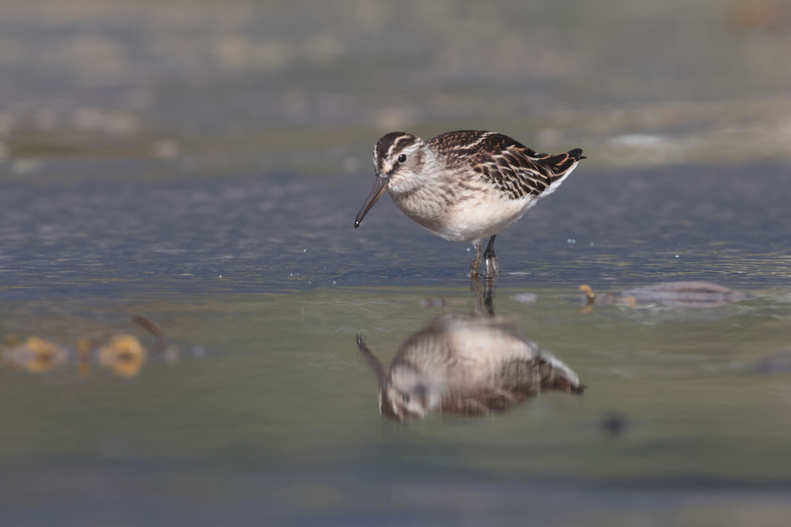 Voyage et ornithologie en Scandinavie 2024 Ey9c