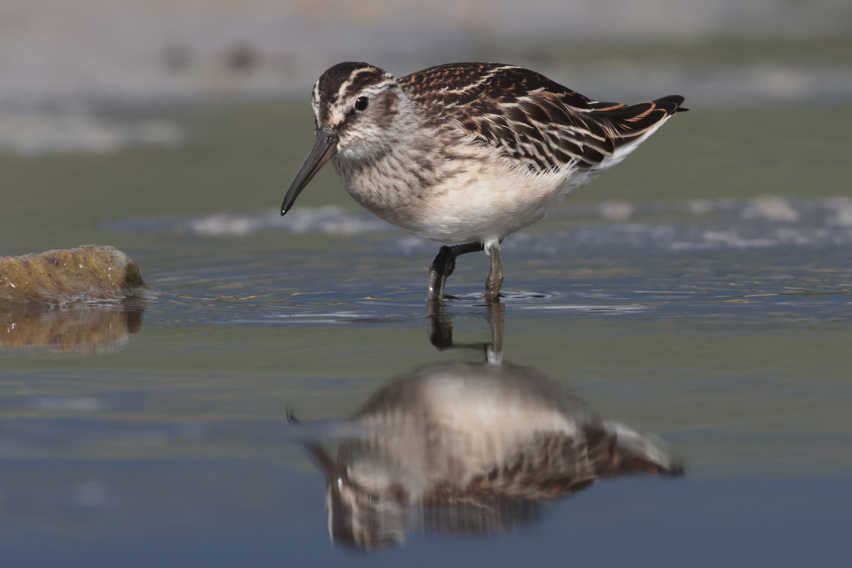 Voyage et ornithologie en Scandinavie 2024 F7hv