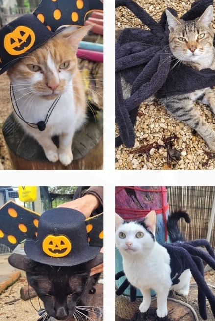 (EVENT/ouvert à tous) Halloween 2024 au refuge animalier Idkd