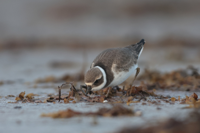 Voyage et ornithologie en Scandinavie 2024 Iet3