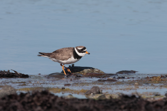 Voyage et ornithologie en Scandinavie 2024 L14o