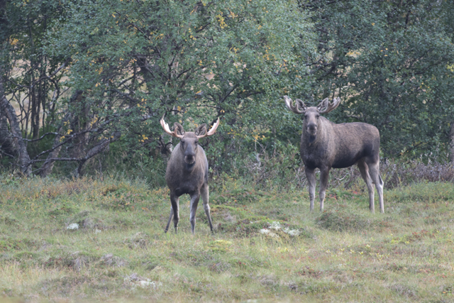 Voyage et ornithologie en Scandinavie 2024 Lti3