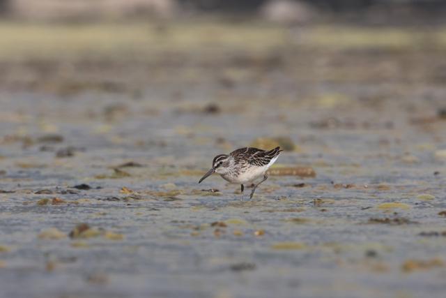 Voyage et ornithologie en Scandinavie 2024 Lxx1