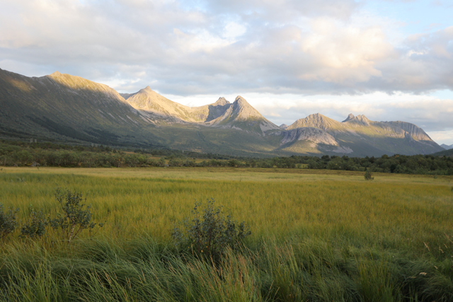 Voyage et ornithologie en Scandinavie 2024 Neiw