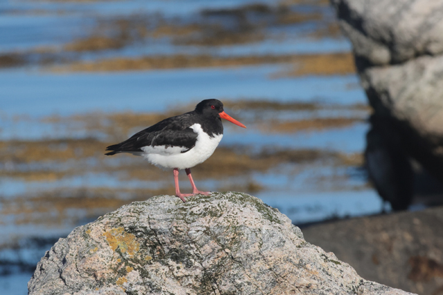 Voyage et ornithologie en Scandinavie 2024 Qgtz