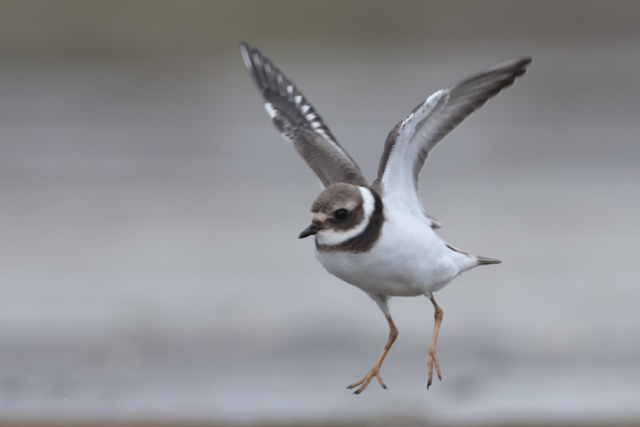 Voyage et ornithologie en Scandinavie 2024 Qovq