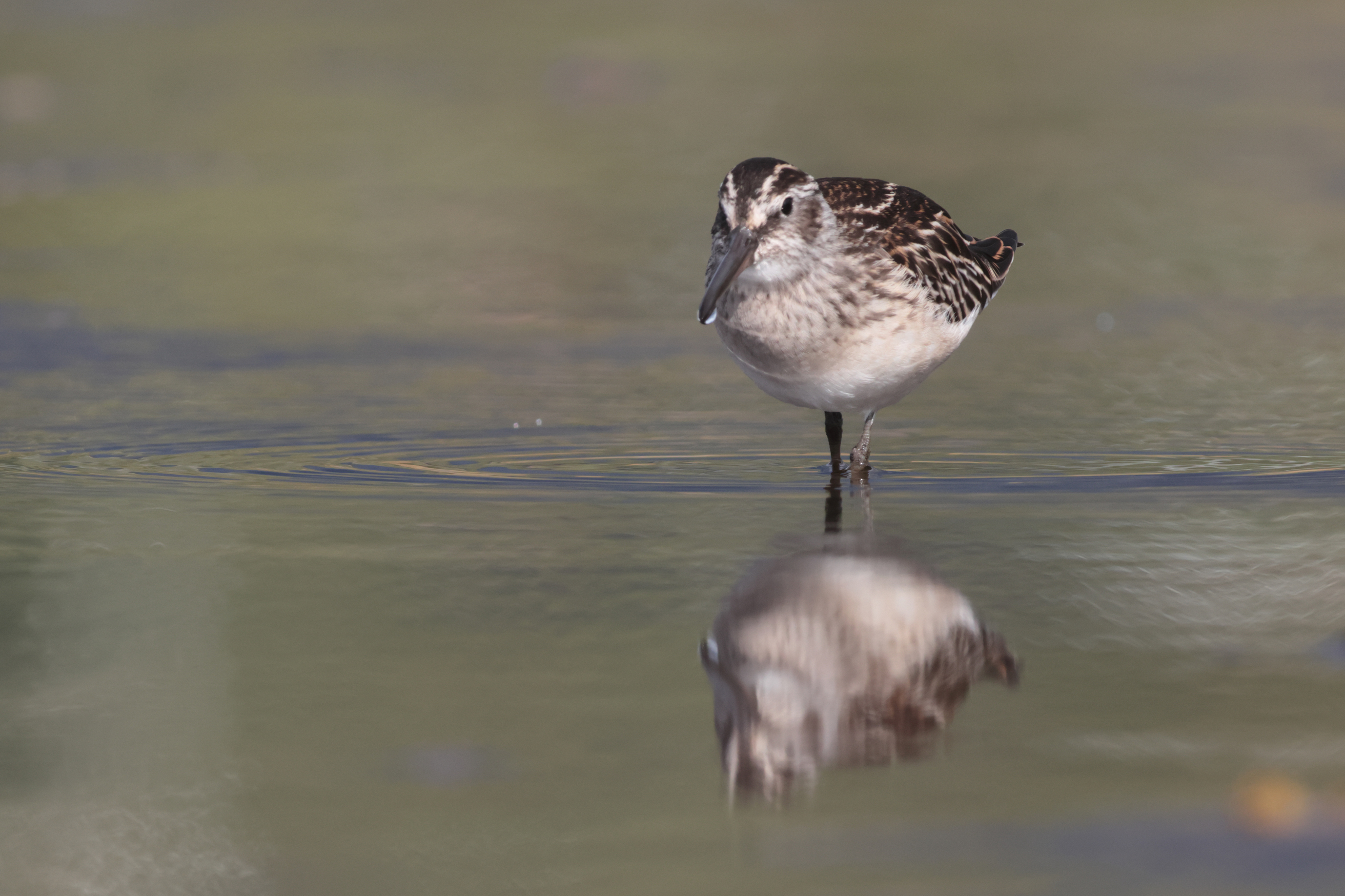 Voyage et ornithologie en Scandinavie 2024 Rwx8