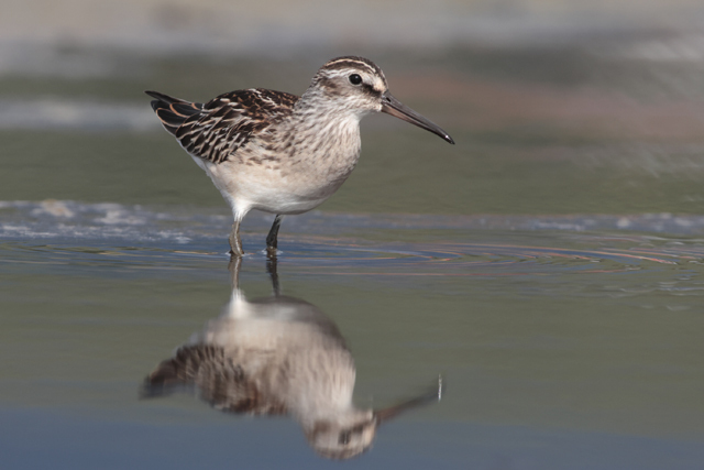 Voyage et ornithologie en Scandinavie 2024 Sohy