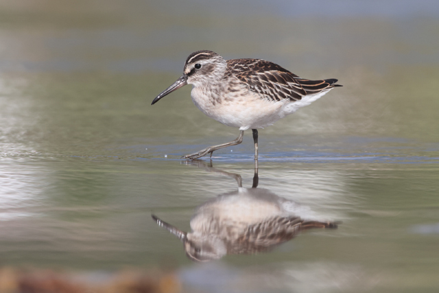 Voyage et ornithologie en Scandinavie 2024 Tbzr