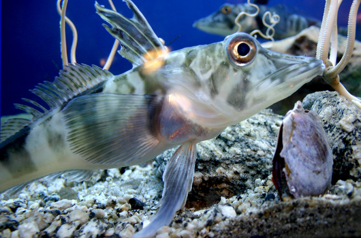 Poisson-glacier d’Antarctique