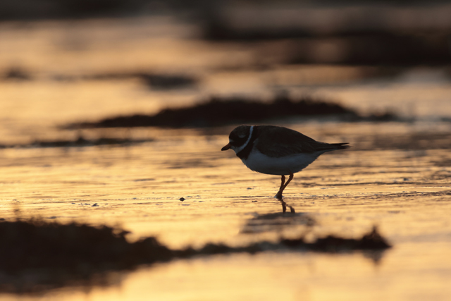 Voyage et ornithologie en Scandinavie 2024 Vdtm