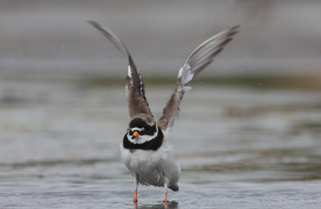 Voyage et ornithologie en Scandinavie 2024 Vzrd