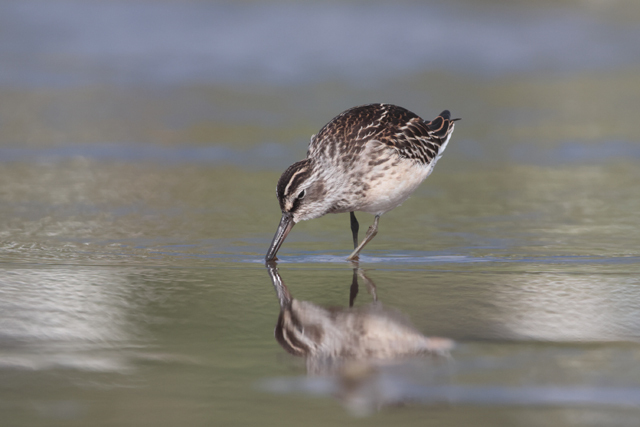 Voyage et ornithologie en Scandinavie 2024 Wttj