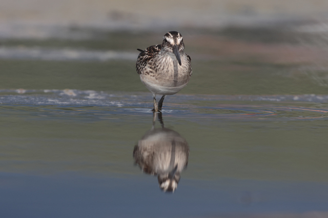 Voyage et ornithologie en Scandinavie 2024 X04o