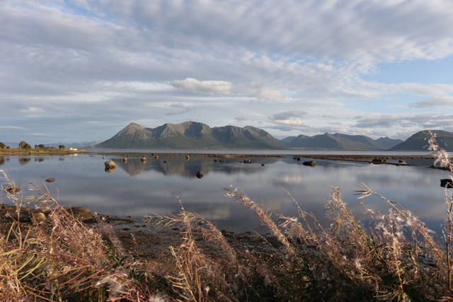 Voyage et ornithologie en Scandinavie 2024 Yaba