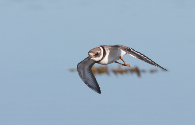 Voyage et ornithologie en Scandinavie 2024 Yvkk