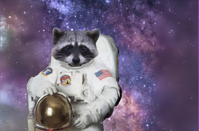 Racoon dans l'espace