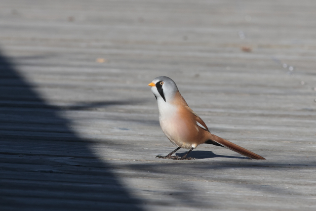 Voyage et ornithologie en Scandinavie 2024 F4kt