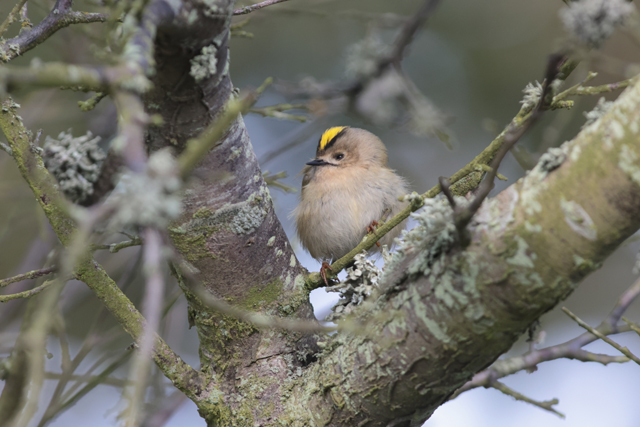 Voyage et ornithologie en Scandinavie 2024 Fz07