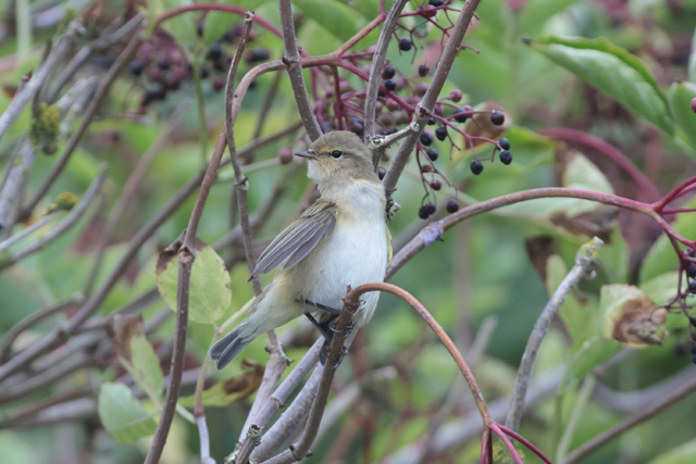 Voyage et ornithologie en Scandinavie 2024 N7mf