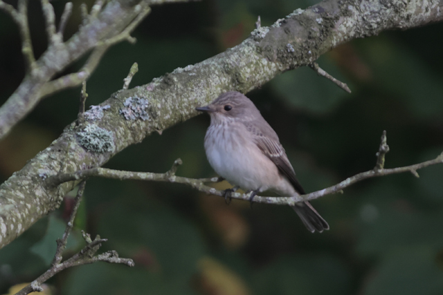 Voyage et ornithologie en Scandinavie 2024 Pbge