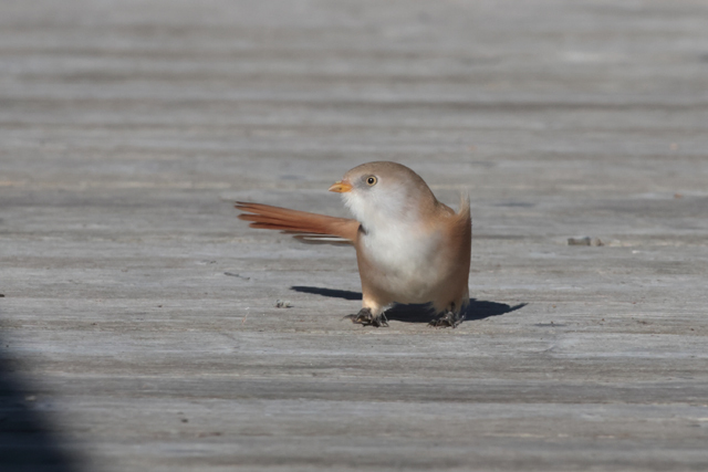 Voyage et ornithologie en Scandinavie 2024 Qycx