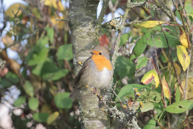 Voyage et ornithologie en Scandinavie 2024 Rjyv