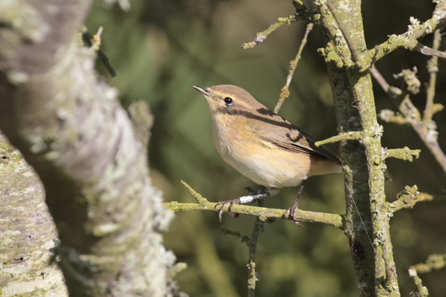 Voyage et ornithologie en Scandinavie 2024 T4hc