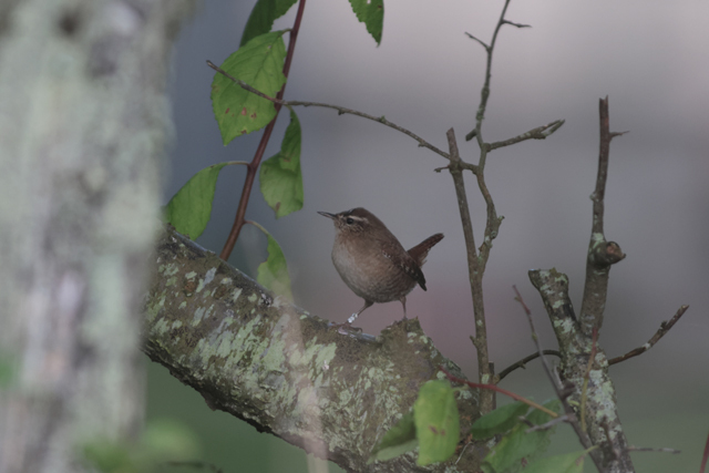 Voyage et ornithologie en Scandinavie 2024 Um1a