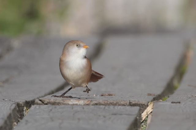 Voyage et ornithologie en Scandinavie 2024 Wgnq