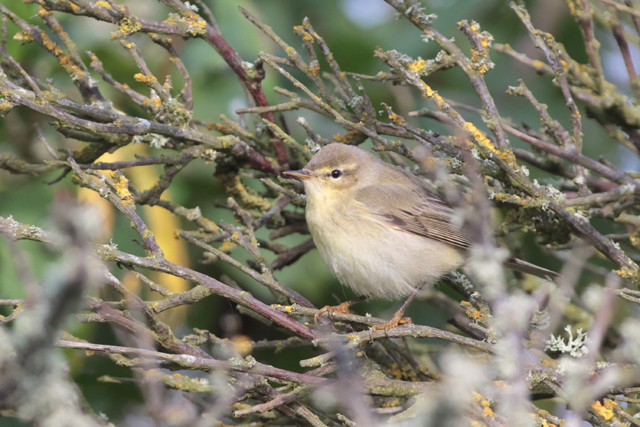 Voyage et ornithologie en Scandinavie 2024 Wrsb