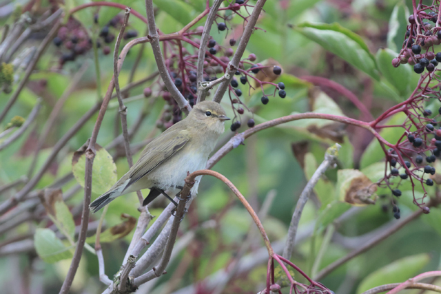 Voyage et ornithologie en Scandinavie 2024 Y7fa