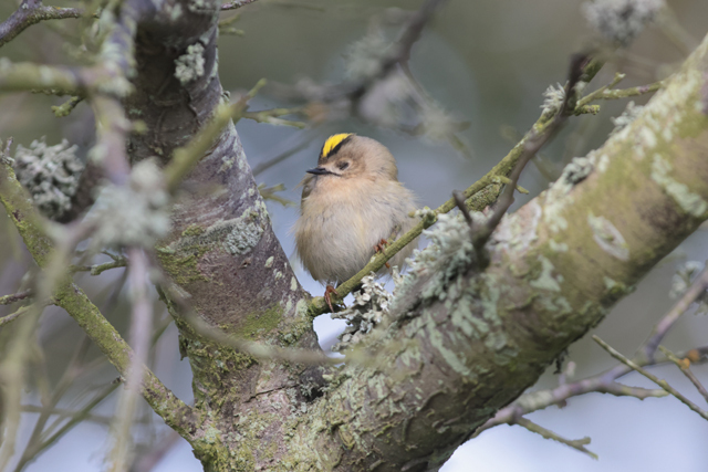 Voyage et ornithologie en Scandinavie 2024 Ylha