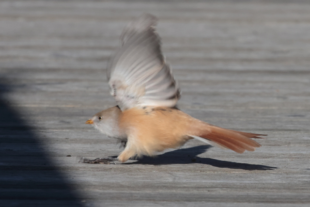 Voyage et ornithologie en Scandinavie 2024 Yn9j