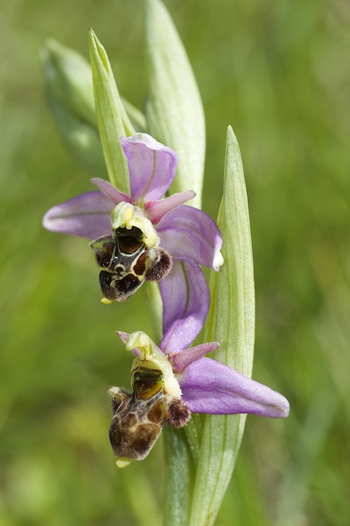 Identification Ophrys tardif Bugarach (11) 6614