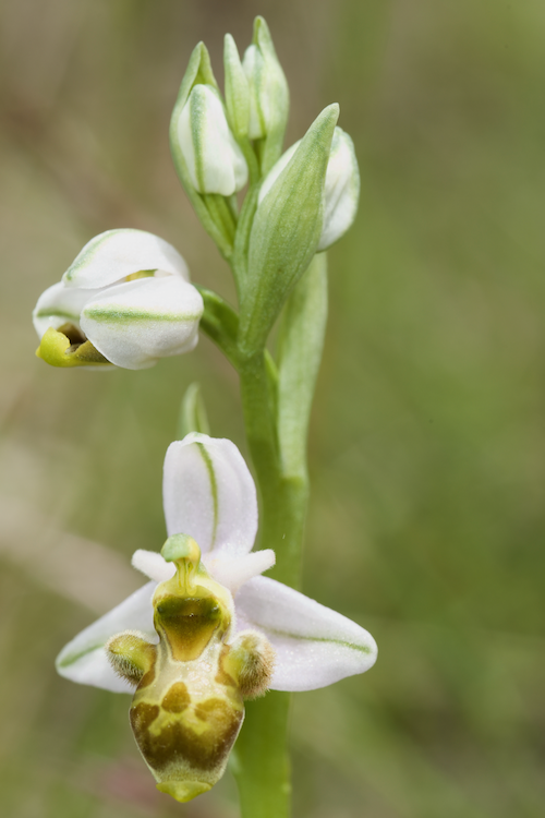 Identification Ophrys tardif Bugarach (11) 759u