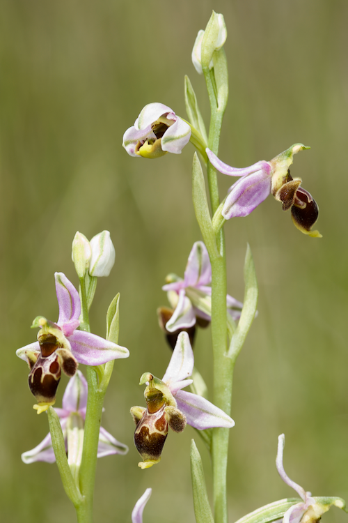 Identification Ophrys tardif Bugarach (11) Emkc