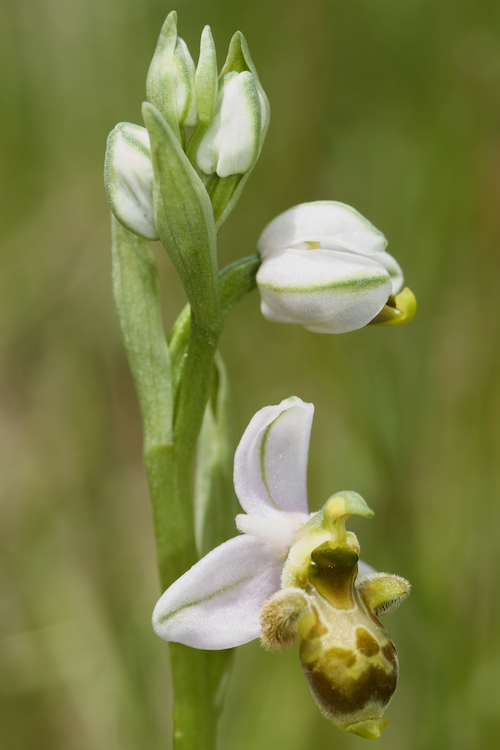 Identification Ophrys tardif Bugarach (11) G46b