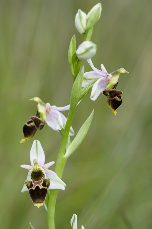 Identification Ophrys tardif Bugarach (11) G742